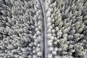 Scotland, snow on pine trees, empty road - MJOF01459