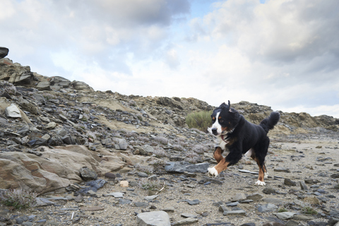 Spanien, Menorca, Portrait eines Berner Sennenhundes, der schnell im Freien läuft, lizenzfreies Stockfoto