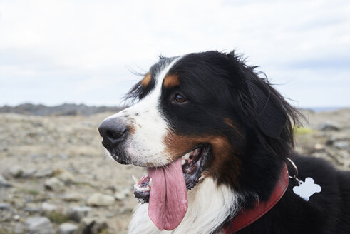 Porträt eines Berner Sennenhundes, Zunge - IGGF00286