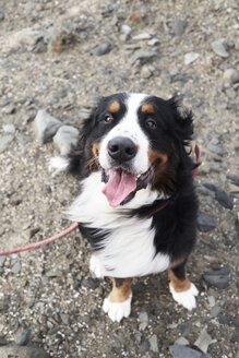 Berner Sennenhund sitzend, in die Kamera schauend, im Freien - IGGF00292