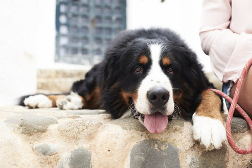 Porträt eines Berner Sennenhundes, der mit müdem Gesicht auf dem Boden liegt - IGGF00309