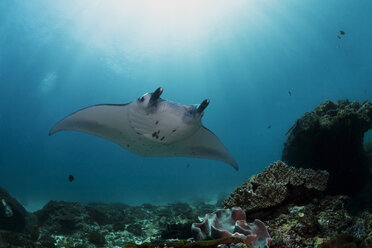 Indonesien, Bali, Nusa Lembongan, Riffmantarochen, Manta alfredi - ZCF00592