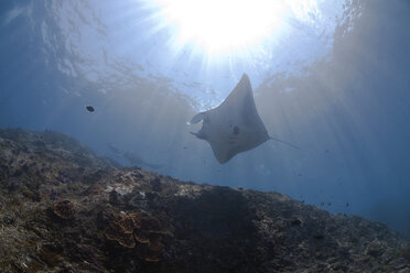 Indonesien, Bali, Nusa Lembongan, Riffmantarochen, Manta alfredi - ZCF00593