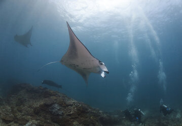 Indonesia, Bali, Nusa Lembongan, Reef manta ray and divers - ZCF00594