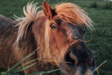 Frankreich, Seine-Maritime, Porträt eines braunen Pferdes - GUSF00299