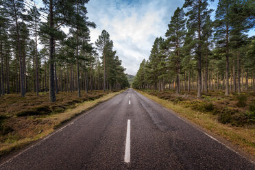 Great Britain, Scotland, Braemar, road through pine forest - SMAF00906