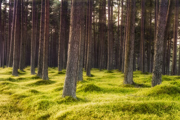 Great Britain, Scotland, HIghlands, Braemar, Pine trees - SMAF00907