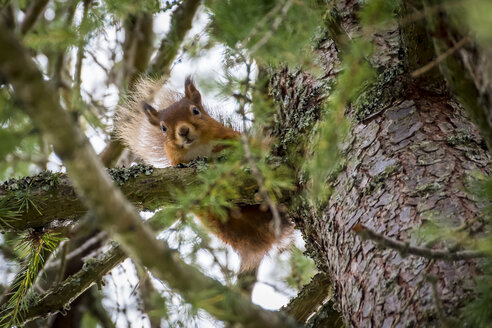 Schottland, Rotes Eichhörnchen, Sciurus vulgaris - SMAF00908