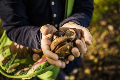 Nahaufnahme eines Mädchens, das im Herbst Kastanien im Wald sammelt - MOEF00560