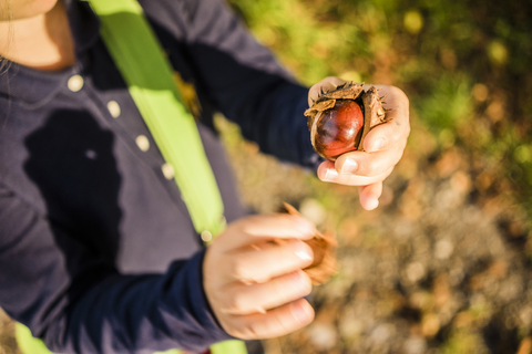 Nahaufnahme eines Mädchens, das im Herbst Kastanien im Wald sammelt, lizenzfreies Stockfoto