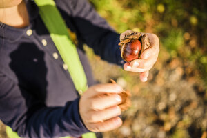 Nahaufnahme eines Mädchens, das im Herbst Kastanien im Wald sammelt - MOEF00561