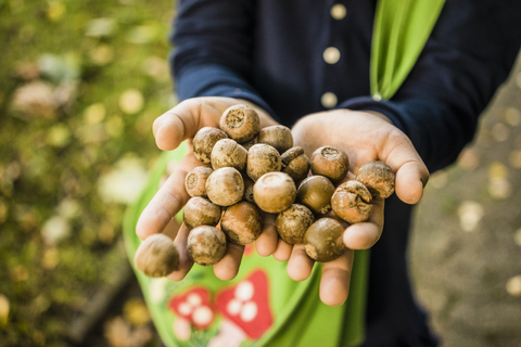 Close-up of girl collecting acorns in autumn forest stock photo