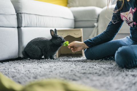 Mädchen füttert Hase im Wohnzimmer, lizenzfreies Stockfoto