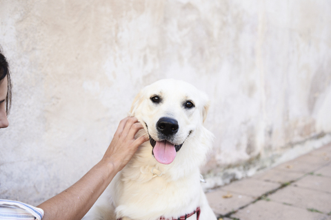 Portrait of dog stroked by owner stock photo
