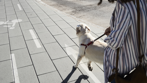 Junge Frau geht mit ihrem Hund auf dem Bürgersteig spazieren, lizenzfreies Stockfoto