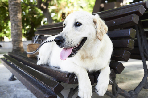 Dog relaxing on bench stock photo