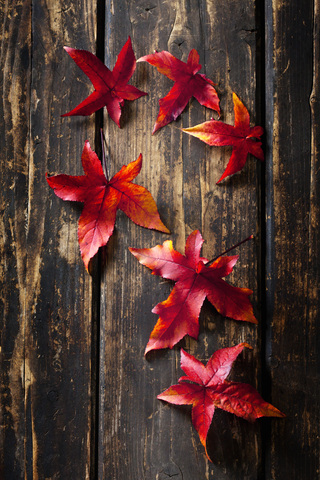 Sechs Herbstblätter von Sweetgum auf dunklem Holz, lizenzfreies Stockfoto
