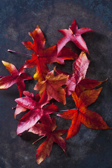 Herbstblätter von Sweetgum - CSF28641