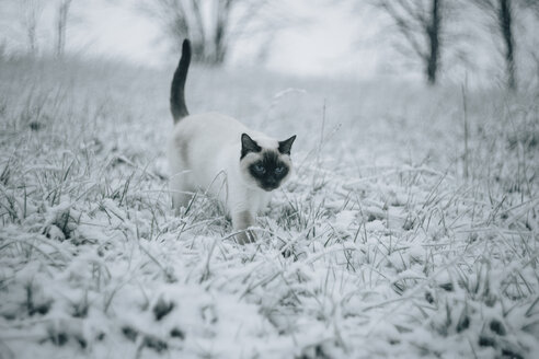 Siamkatze auf schneebedeckter Wiese - KMKF00094