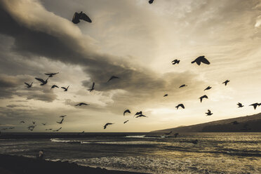 Spanien, Teneriffa, Puerto de la Cruz Atlantik am Morgen, fliegende Tauben - SIPF01892