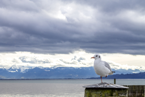 Möwe auf einem Bein stehend, lizenzfreies Stockfoto