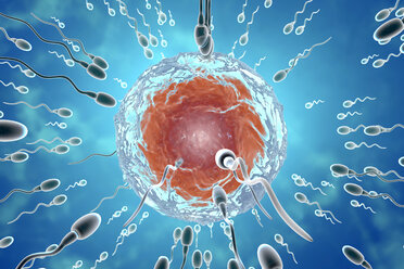 Insemination, 3D Rendering - SPCF00273