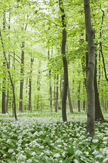 Deutschland, Nordrhein-Westfalen, Eifel, Bärlauchblüte im Buchenwald - GWF05373