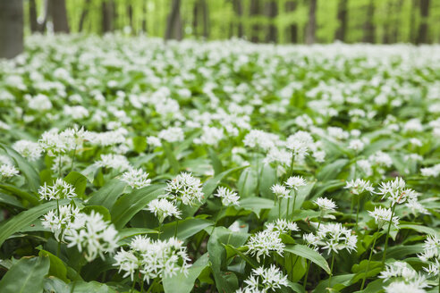 Germany, North Rhine-Westaphalia, Eifel, wild garlic blossom in beech forest - GWF05374