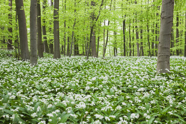 Deutschland, Nordrhein-Westfalen, Eifel, Bärlauchblüte im Buchenwald - GWF05375