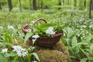 Deutschland, Nordrhein-Westfalen, Eifel, Bärlauch, Allium Ursinum, im Weidenkorb - GWF05377