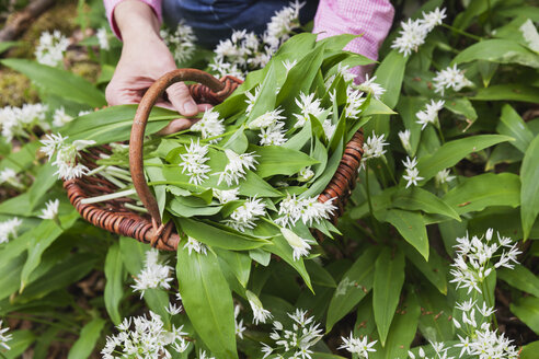 Germany, North Rhine-Westphalia, Eifel, wild garlic, Allium Ursinum, in wicker basket - GWF05378