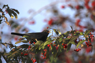 Blackbird in winter - JTF00871