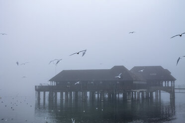 Schweiz, Kanton St. Gallen, Rorschach, Bodensee, Badehütte und Nebel, fliegende Möwen - PUF01017