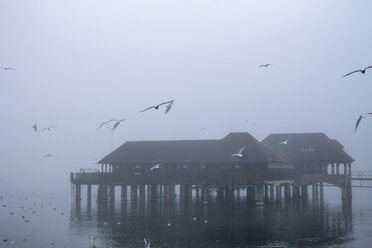 Switzerland, Canton of St. Gallen, Rorschach, Lake Constance, Badhuette and fog, flying seagulls - PUF01017