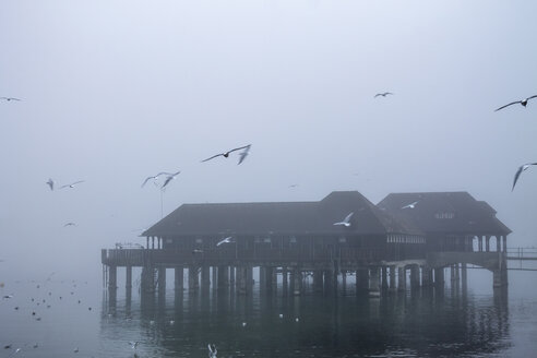 Switzerland, Canton of St. Gallen, Rorschach, Lake Constance, Badhuette and fog, flying seagulls - PUF01017