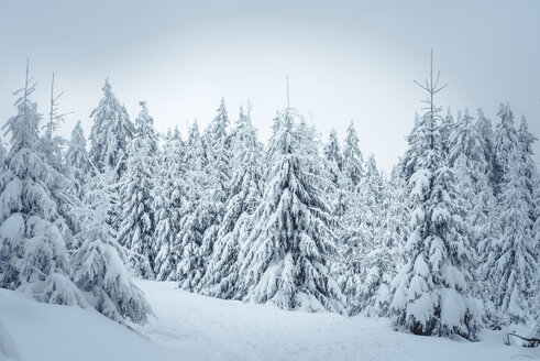 Deutschland, Hessen, Hochtaunuskreis, Feldberg, Winterlandschaft mit verschneiten Bäumen - IPF00436