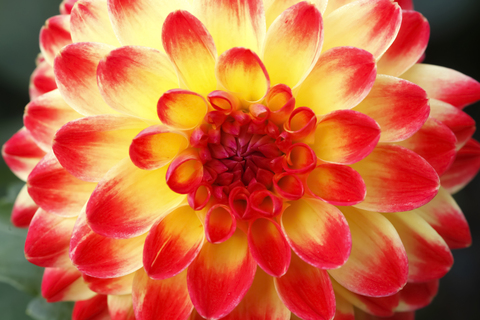 Yellow and red dahlia stock photo