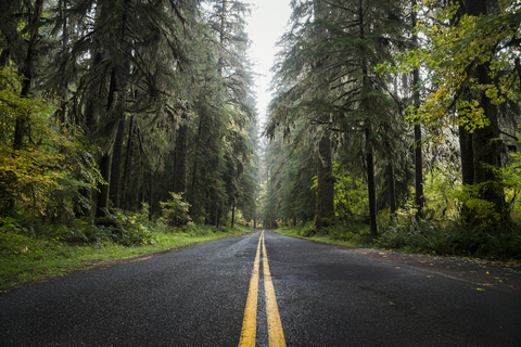 USA, Staat Washington, Hoh Rain Forest, Straße, lizenzfreies Stockfoto