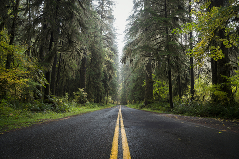 USA, Washington State, Hoh Rain Forest, Road stock photo