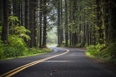 USA, Washington State, Hoh Rain Forest, Road stock photo