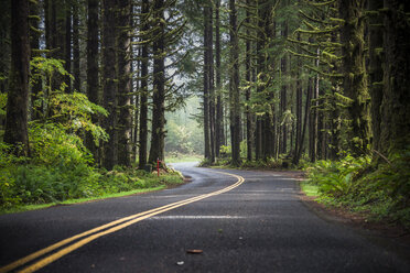 USA, Washington State, Hoh Rain Forest, Road - STCF00370