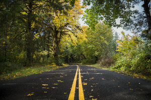 USA, Staat Washington, Hoh Rain Forest, Straße im Herbst - STCF00371