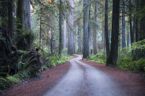 USA, Kalifornien, Crescent City, Jedediah Smith Redwood State Park, Straße, lizenzfreies Stockfoto