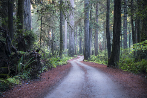 USA, Kalifornien, Crescent City, Jedediah Smith Redwood State Park, Straße - STCF00379