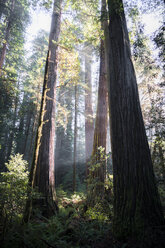 USA, California, Crescent City, Jedediah Smith Redwood State Park, Redwood trees - STCF00380