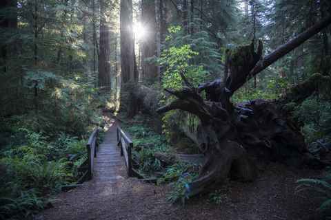 USA, Kalifornien, Crescent City, Jedediah Smith Redwood State Park, Wanderweg, lizenzfreies Stockfoto