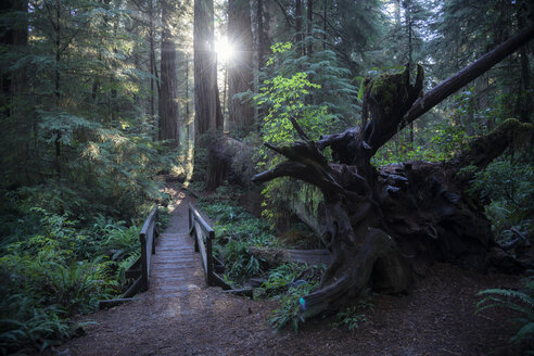 USA, California, Crescent City, Jedediah Smith Redwood State Park, hiking track - STCF00381