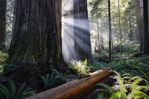 USA, Kalifornien, Crescent City, Jedediah Smith Redwood State Park, Mammutbäume, Sonnenstrahlen - STCF00382