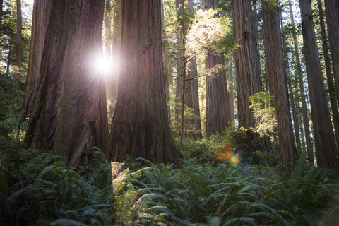 USA, California, Crescent City, Jedediah Smith Redwood State Park, Redwood trees against the sun stock photo