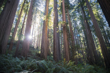 USA, California, Crescent City, Jedediah Smith Redwood State Park, Redwood trees against the sun - STCF00384